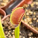 Venus Fly Trap 'piranha' - 3 Years Or Older. 12CM Plastic Container.