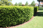 Viburnum Odoratissimum Sinensis Sweet Viburnum 4 Litres