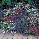Lobelia Riviera Mix Seed - 5000 Pelleted Seed