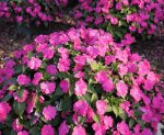 Impatiens Sol Luna 14CM Pot