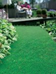 Wonderlawn Seed - 1 Kg Coated Seed