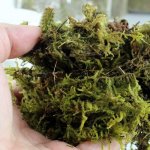 Reptile Resort Sphagnum Moss – Substrate