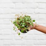 Pepperspot Peperomia - 20CM Nursery Pot