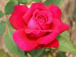 Alecs Red Hybrid Tea Rose 5LT