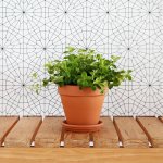 Round Leaf Peperomia - In Terracotta Pot & Saucer
