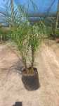 Phoenix Roebelenii 10LT