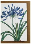 Agapanthus Greeting Card