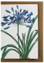 Agapanthus Greeting Card