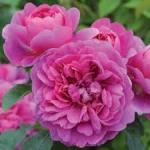 Princess Anne Rose 5LT