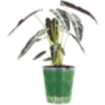 Alocacia Pot Plant 14CM