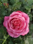 Manuela Crabbia Ludfairuksha P Rose 5LT