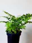 Leatherleaf Fern 14CM Pot