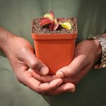 Venus Fly Trap 'phalanx.' Special Import. - Dormant Plant. 7.5CM Plastic Container.