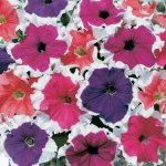Petunia Frost Mix Seed - 25 Pelleted Seed
