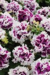 Petunia Pirouette Purple Seed - 100 Raw Seed