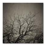 Reaching Trees Square 1 Art Print - 30 X 30CM No Frame Print Only