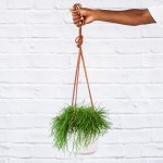 Mistletoe Cactus - 16.5CM Hanging Basket