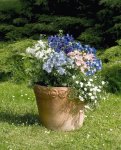 Delphinium Summer Colors Seed - 25 Raw Seed