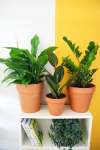 Newbie Plant Subscription Monthly Gauteng Only - Quarterly