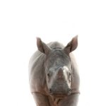 Ruby Art Print - Fine Art Print No Frame A3