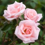 High Hopes Climbing Rose 5LT