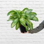 Dieffenbachia - Alex - In 25CM Nursery Pot