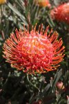 Fiery Spice Leucospermum Pincushion 15CM Pot