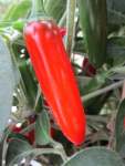 Capsicum Serrano - Chilli Seed - 2 G Raw Seed