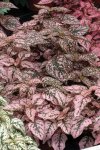 Hypoestes Splash Select Pink Seed - 500 Raw Seed