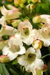 Penstemon Arabesque Appleblossom Seed - 15 Raw Seed