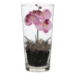 Phalaenopsis Pink In Vase In Giftbox - H30XD15CM