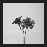 Dark Lotus Vinyl Record