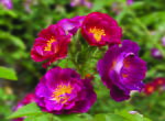 Stormy Weather Panarosa Rose 5LT