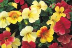 Mimulus Magic Ball Mix Seed - 5000 Pelleted Seed
