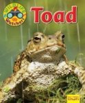 Wildlife Watchers: Toad 2017 Paperback