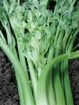 Celery Tall Utah Seed - 2 G Raw Seed