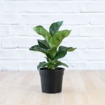Fiddle Leaf Fig - Bambino - 14CM Nursery Pot