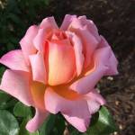 Rose Perfumery 5LT