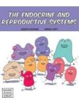 The Endocrine And Reproductive Systems Hardcover