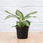 Chinese Evergreen - Silver Bay - 15CM Nursery Pot