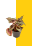 Begonia X Red Mixed 15CM - Red And Green