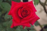 Vanessa Hybrid Tea Rose 5LT