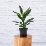 Cordyline Glauca - In 14CM Nursery Pot