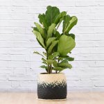 Fiddle Leaf Fig - 3 Stem - In Mimi Palm Leaf Basket