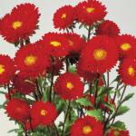 Aster Matsumoto Red - 1000 Raw Seed