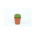 Cactus Concentrate - 100ML