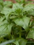 Spinach Viroflay Seed - 1 Kg Raw Seed