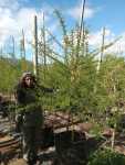 Vachellia Xanthophloea 100LT
