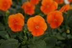 Viola Sorbet Deep Orange Xp Seed - 5000 Raw Seed