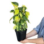 Philodendron Brasil - Mosspole - 20CM Nursery Pot On MINI Mosspole